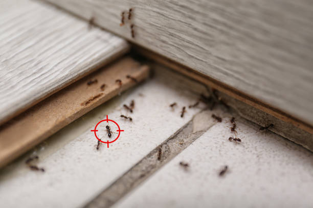 Best Wasp Removal Services  in Plattsburgh West, NY