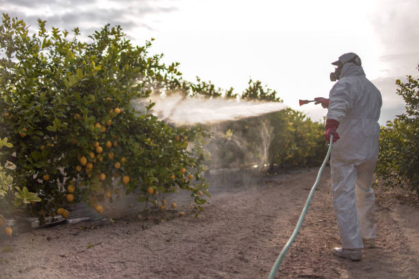 Insect Control in Plattsburgh West, NY
