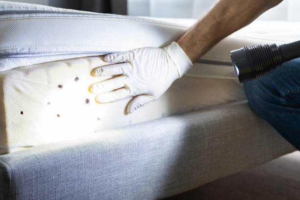 Trusted Plattsburgh West, NY Pest Control Experts