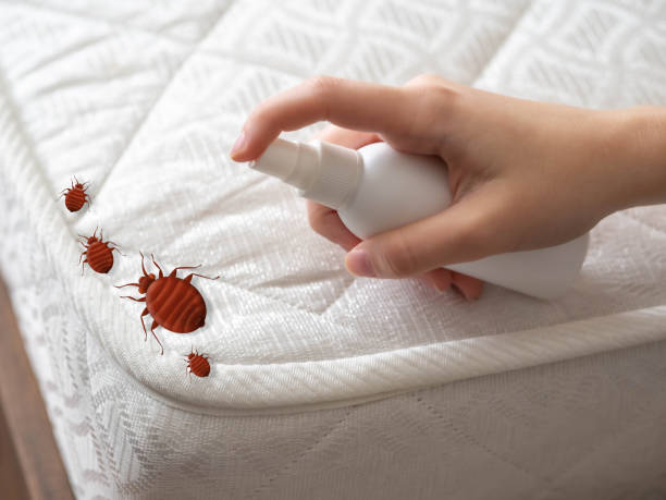 Best Bed Bug Extermination  in Plattsburgh West, NY
