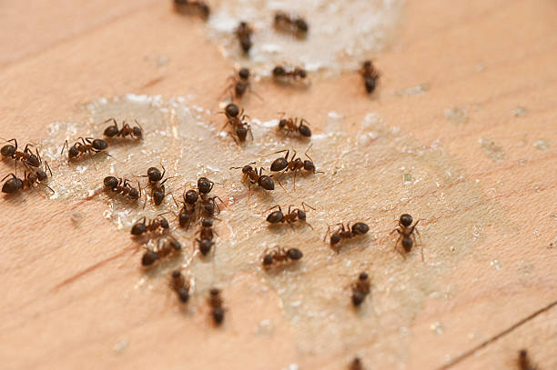 Best Emergency Pest Control  in Plattsburgh West, NY