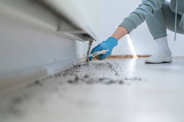 Best Pest Prevention Services  in Plattsburgh West, NY